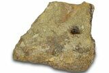 Dinosaur (Triceratops) Frill Shield Section - Montana #307063-1